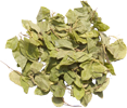 Боровая матка Боровая матка