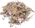 Сухоцвет Сухоцвет